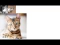 JQuery Animation | Building a simple photo gallery in JQuery