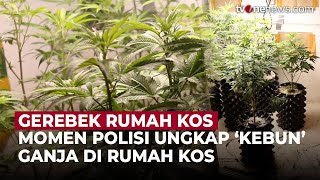 Polisi Gerebek Indekos di Bandung, Temukan 40 Pohon Ganja Siap Panen | OneNews Update