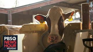 Cow burps are a major contributor to climate change — can scientists change that?