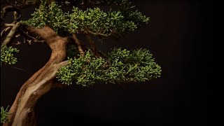 Danish Bonsai Show 2023 - Kongens Lyngby