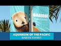 Experience the new BABIES! Exhibit at the Aquarium of the Pacific