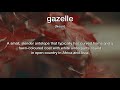 gazelle meaning definition of gazelle