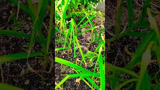 เก็บดอกกระเทียม | Harvest Garlic Scapes | #harvest #garlic #กระเทียม #ทำสวน #gardening