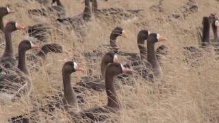 マガン Greater White-fronted Goose