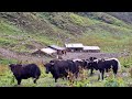 Living with Yaks: An Authentic Look at Mountain Farm Life || IamSuman