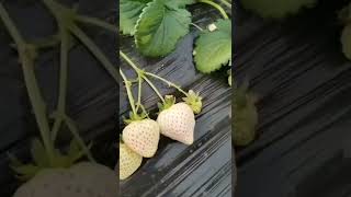 সাদা স্ট্রবেরী Various Kinds of Strawberries And Farms #shorts