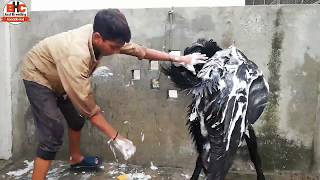 Qurbani wala Bakra | Bakre ki Care | Pakistani Most Expensive Bakra Video Urdu/Hindi