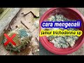 Cara memperbanyak jamur trichoderma|| cara memurnikan trichoderma