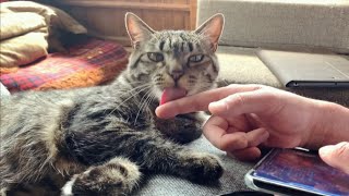 ついでにパパもキレイキレイするニャ　Cat grooming his owner