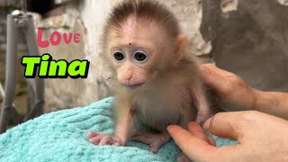 Cute baby monkey Tina is loved and cared for by her mother
