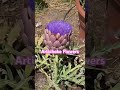 artichoke flower