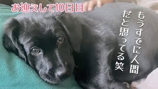 生後9週間、枕を使う子犬が可愛い過ぎた♡【ラブラドールレトリバー子犬】黒ラブ