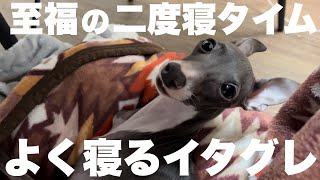 寒い日は二度寝をする犬【毎日】