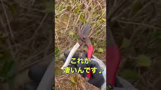 室外機置き場の枝木がボーボーだったからアレで散髪♪#shorts