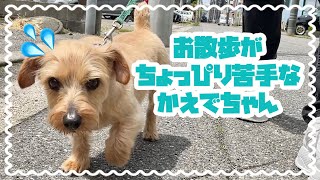 【WaNファミリー】お散歩がちょっぴり苦手なかえでちゃん 動物専門学校トリマー 動物看護師　アクアリウム 動物のお仕事