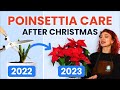 What To Do With Poinsettias After Christmas? 🔔 Houseplant Care Tips | how to prune, grow and bloom