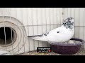 ❤️۱۳ دی ماه  ۱۴۰۲ گزارش از کبوترای زنده یاد عباس برقی زاده از کاشان iranian high flyers pigeon