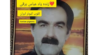 ❤️۱۳ دی ماه  ۱۴۰۲ گزارش از کبوترای زنده یاد عباس برقی زاده از کاشان Iranian high flyers pigeon