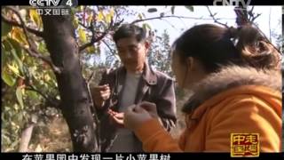 走遍中国频道 《走遍中国》 20131126 《中国特产》 第九集 沂源——一果万金