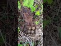 Quail  lay eggs  in  nests