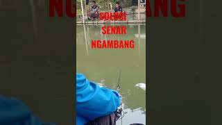 SOLUSI SENAR NGAMBANG