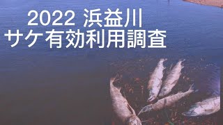 【石狩】2022年 浜益川サケ有効利用調査に行ってみました　北海道　釣り