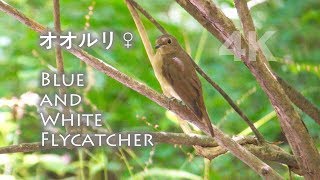 野鳥撮影・ 野鳥動画・河口湖・オオルリ♀の水浴び 4K