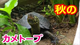 秋のクサガメのビオトープ！ クサガメから学ぶためのビオトープの環境づくり！ 生態系ビオトープの飼育スタンス　メダカとクサガメが自由に暮らすビオトープ 97