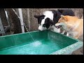 美柴小波【柴犬の女王】暑さ対策diy 愛犬と戯れる