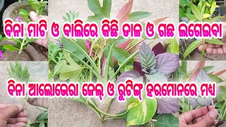 ଏହି ଉପାୟରେ ଥରେ ଡାଳ ଲଗାଇ ଦେଖନ୍ତୁ ଗୋଟେବି ଡାଳ ଖରାପ ହେବନି llଏହି ଉପାୟରେ ଗଛ ମଧ୍ୟ ଲଗାଇପାରିବେ ଆଗରୁ ଜାଣିନଥିବେ