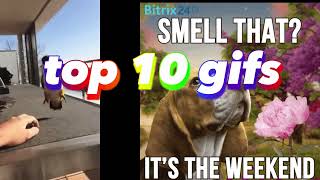 TOP 10 GIFS