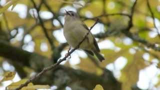 Goldcrest singing