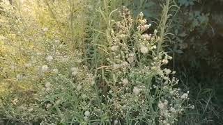 Erigeron Canadensis/Konjska Trava/Repusnjaca