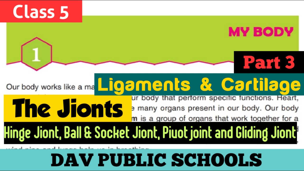 DAV Class 5 Science Chapter 1 Part 3 - The Joints - YouTube