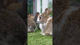 Hopping into fun: Bunny facts!