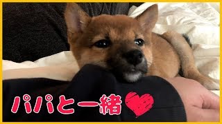 柴犬（豆柴）みかん｜パパと一緒に寝る甘えん坊な子犬