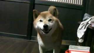 柴犬ジロー　連日連夜焼き鳥三昧？　Shiba Inu