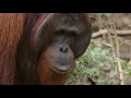 this aggressive male orangutan refuses to be sedated orangutan jungle school smithsonian channel