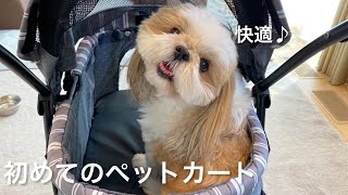 生まれてはじめてペットカートに乗った犬のリアクションが可愛すぎた【シーズー】