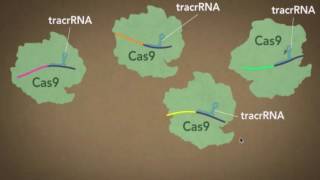 CRISPR-Cas Genome Engineering: Advent & Application of A Transformative Technology- Jennifer Doudna