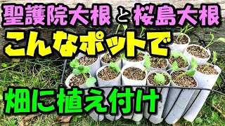 【家庭菜園】大根の育て方　聖護院大根と桜島大根の植え付け方　トイレットペーパーの芯がポットに