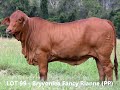 bryvonlea fancy rianne pp lot 99 droughtmaster national female sale 12th march 2022 10am.