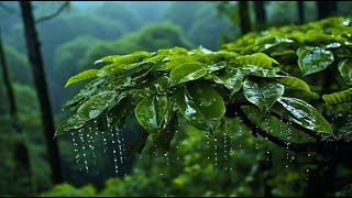 (No ad Breaks) Rainstorm Sounds for Deep Sleep 🌧️ Stress Relief and Anxiety, Meditation, Calming