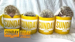 4 Adorable Hedgehogs Get Cozy For Sunday Mug Shots