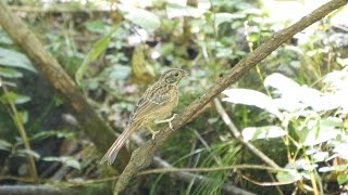 河口湖フィールドセンターのホオジロ（幼鳥）その４（4K動画）