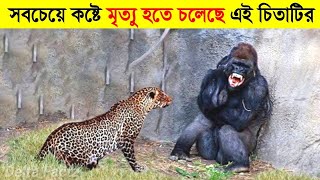 চিতাবাঘটি ভুল প্রাণীর সাথে লাগতে এসেছিল ! তারপর যা হয়েছিলো | When Leopards Messed With Wrong Enemy