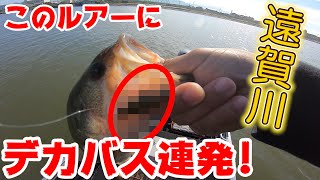 秋の遠賀川は、コレでしょ！【バス釣り】【50up100本への道#10】