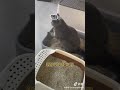 怎样让猫相信它生了兔兔