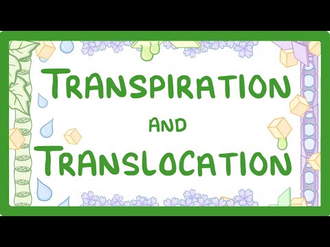 What type of cell transports water through the plant?