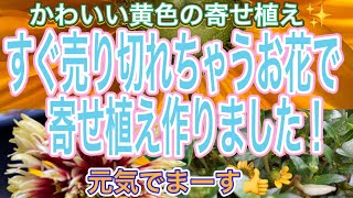 【ガーデニング】【人気のお花】【売れ切れごめん！】夏に素敵な黄色のお花集めて寄せ植え🌼元気カラーで気分が上がります✨キク科のお花は優等生✨【ルドベキア】【ガイラルディア】【サンビタリア】